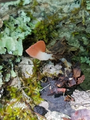 Sarcoscypha occidentalis