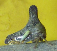 Telamonini
