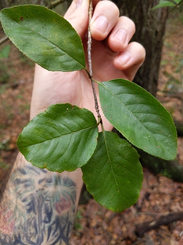 Viburnum rufidulum image