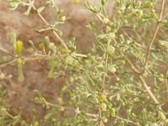 Tetraena qatarense