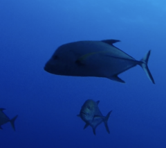 Caranx lugubris