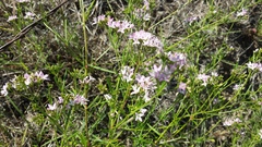 Stenaria nigricans
