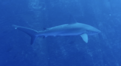 Carcharhinus galapagensis