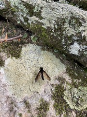 Chrysopilus connexus