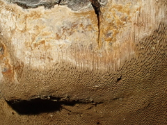 Phellinus laevigatus