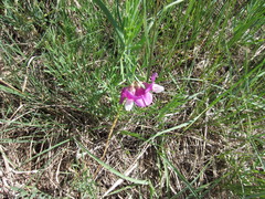 Lathyrus polymorphus