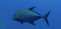 Caranx lugubris