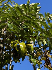 Polyscias hawaiensis