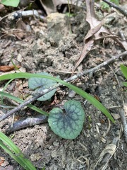 Viola walteri