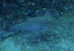 Canthigaster punctatissima