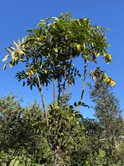 Polyscias hawaiensis