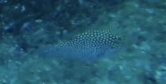 Canthigaster punctatissima
