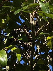 Polyscias hawaiensis