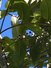 Polyscias hawaiensis