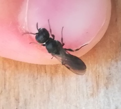 Pemphredonina