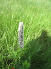 Phleum pratense