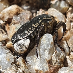 Protaetia oblonga