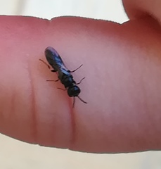 Pemphredonina