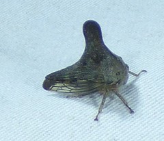 Glossonotus acuminatus