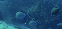 Caranx lugubris