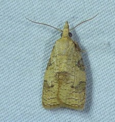 Cenopis saracana