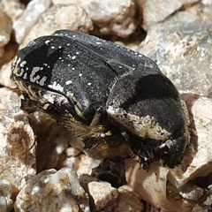 Protaetia oblonga