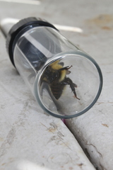 Bombus insularis