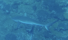 Carcharhinus galapagensis