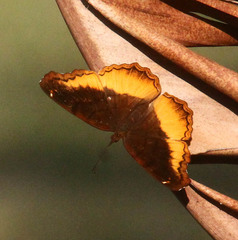 Eurytela dryope