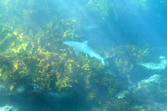 Carcharhinus obscurus