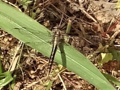 Phanogomphus lividus