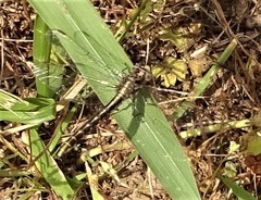 Phanogomphus lividus