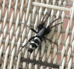 Poecilochroa albomaculata