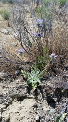 Salvia carduacea