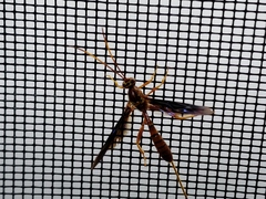 Labeninae
