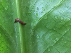 Prophysaon vanattae