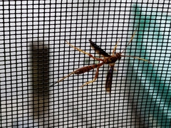 Labeninae