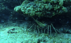 Panulirus penicillatus