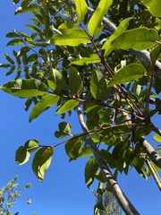 Polyscias hawaiensis