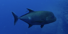 Caranx lugubris
