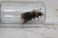 Bombus insularis
