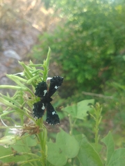 Calydna sturnula