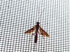 Labeninae