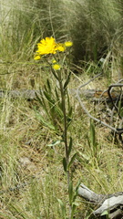 Hymenoxys integrifolia