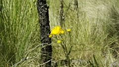 Hymenoxys integrifolia