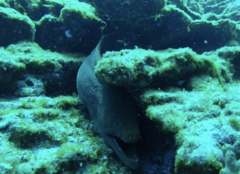 Gymnothorax castaneus