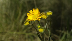 Hymenoxys integrifolia
