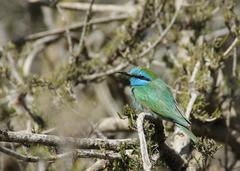 Merops cyanophrys
