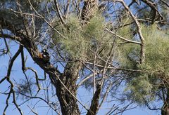 Dendrocopos syriacus