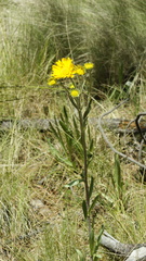 Hymenoxys integrifolia